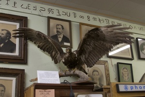 317-1973 Golden Eagle
